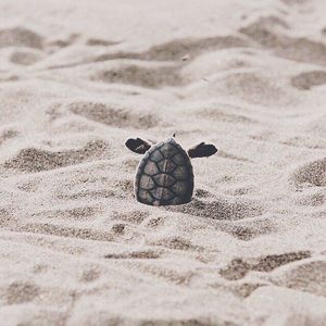 Meet your Posher, Sena